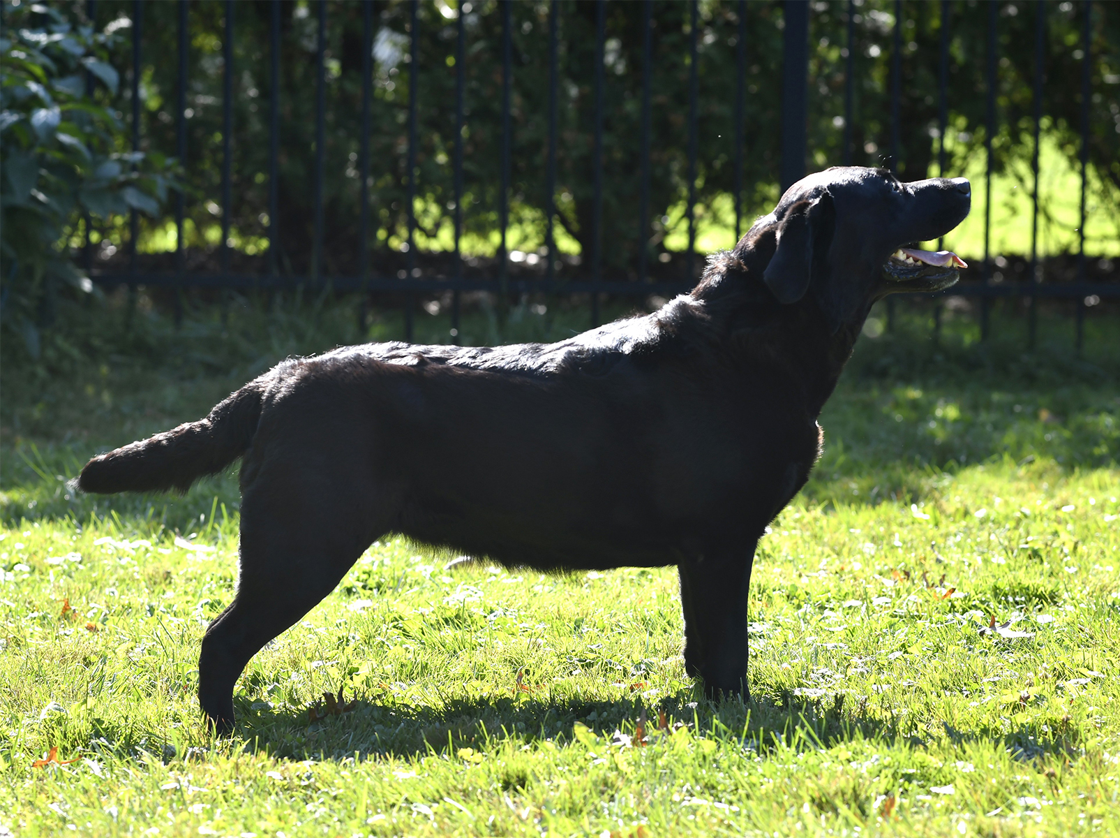 Wilann Labradors, Labrador Puppies, Labrador Breeder Connecticut, Labrador Breeders New England