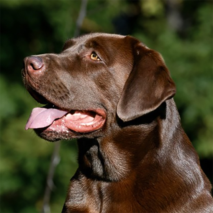 Wilann Labradors, Labrador Puppies, Labrador Breeder Connecticut, Labrador Breeders New England