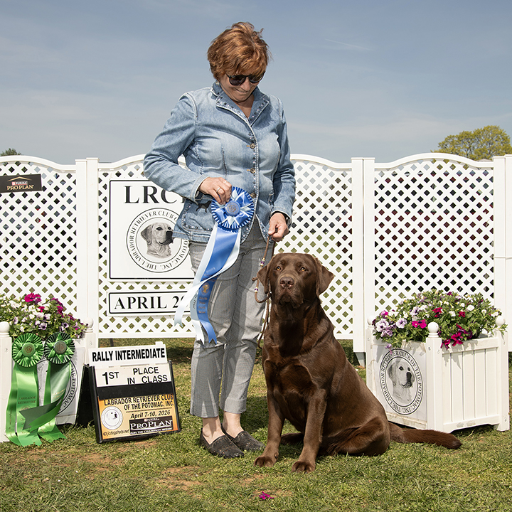 Wilann Labradors, Labrador Puppies, Labrador Breeder Connecticut, Labrador Breeders New England