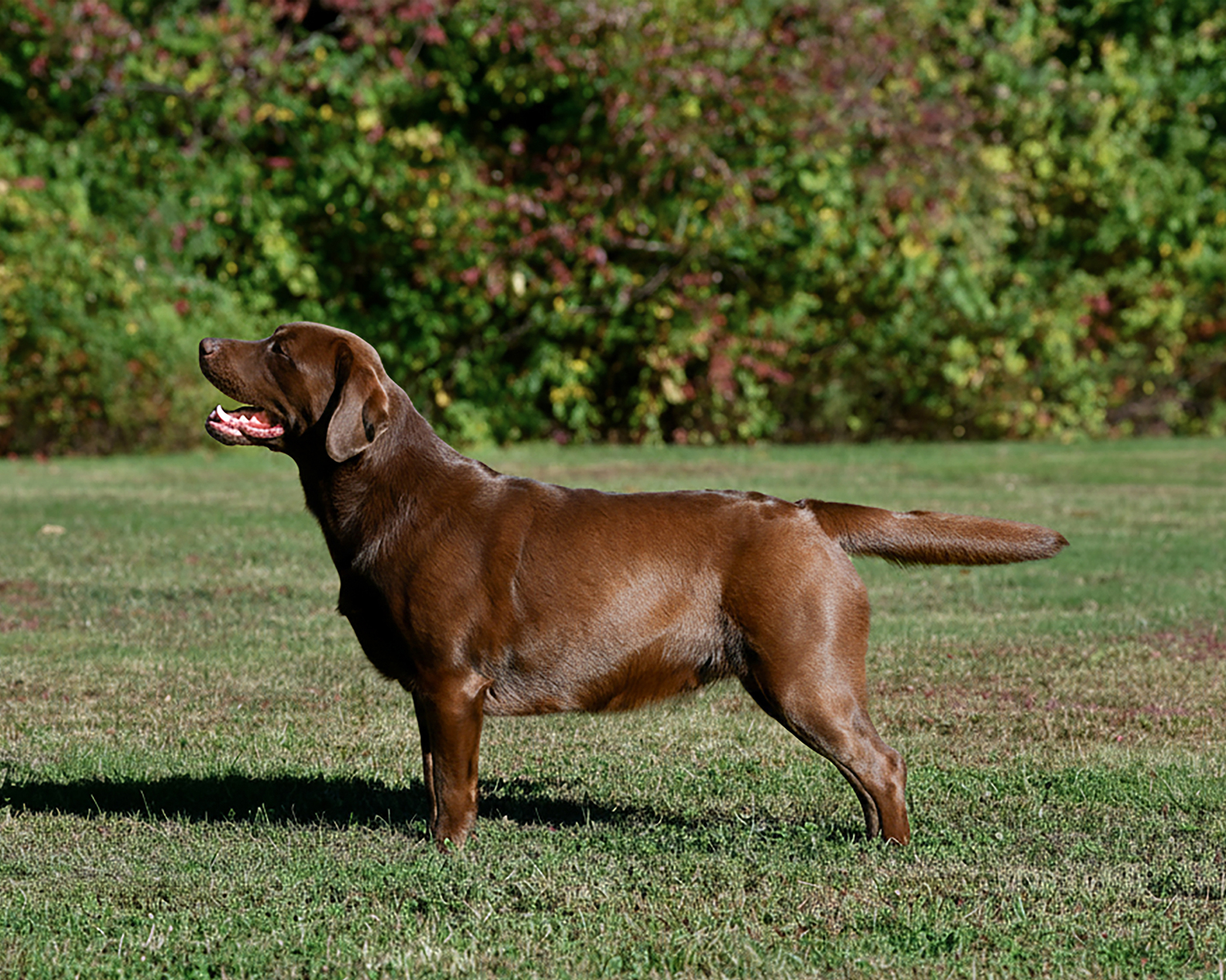 Wilann Labradors, Labrador Puppies, Labrador Breeder Connecticut, Labrador Breeders New England