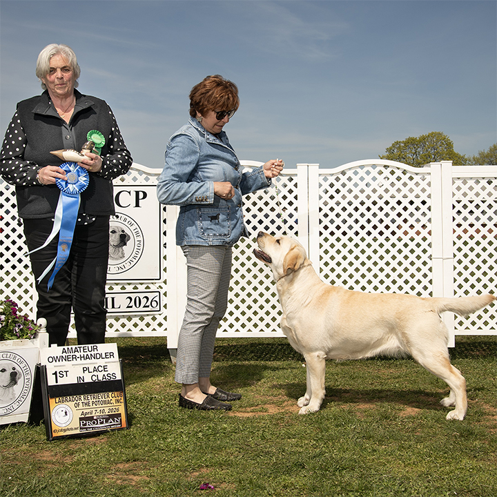 Wilann Labradors, Labrador Puppies, Labrador Breeder Connecticut, Labrador Breeders New England