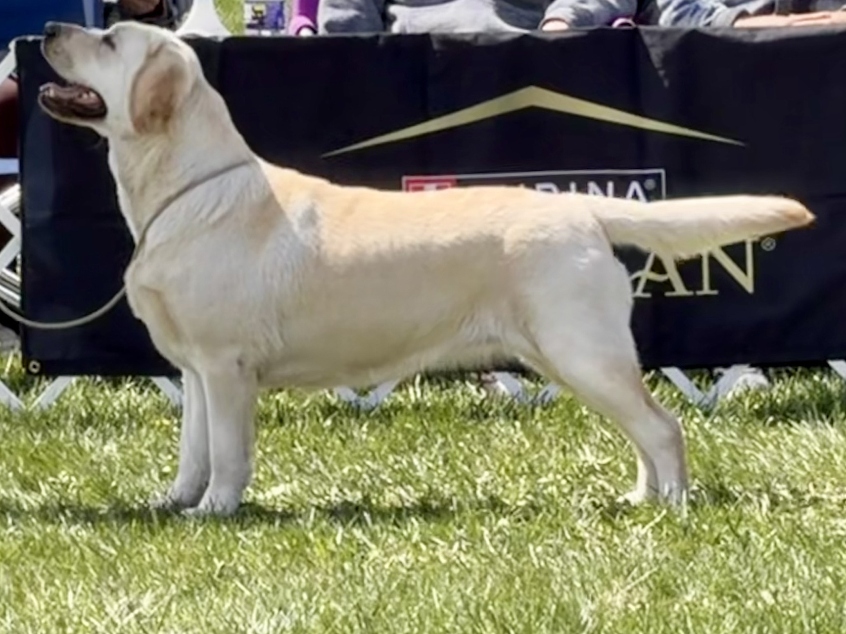 Wilann Labradors, Labrador Puppies, Labrador Breeder Connecticut, Labrador Breeders New England