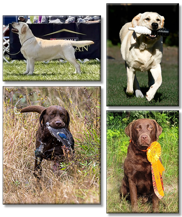 Wilann Labradors, Labrador Puppies, Labrador Breeder Connecticut, Labrador Breeders New England
