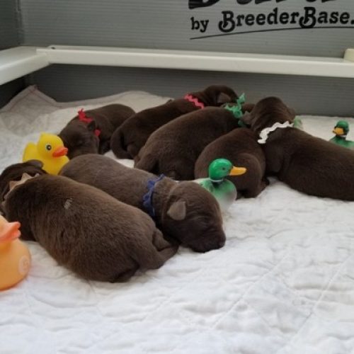 Wilann Labradors, Labrador Puppies, Labrador Breeder Connecticut, Labrador Breeders New England