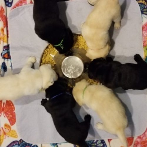 Labrador Breeder Connecticut, Labrador Breeders New England, Wilann Labradors, Labrador Puppies