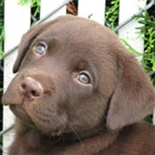Wilann Labradors, Labrador Puppies, Labrador Breeder Connecticut, Labrador Breeders New England