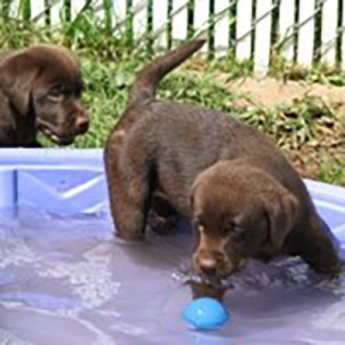 Labrador Breeder Connecticut, Labrador Breeders New England, Wilann Labradors, Labrador Puppies