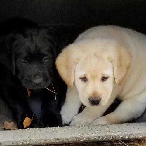 Wilann Labradors, Labrador Puppies, Labrador Breeder Connecticut, Labrador Breeders New England