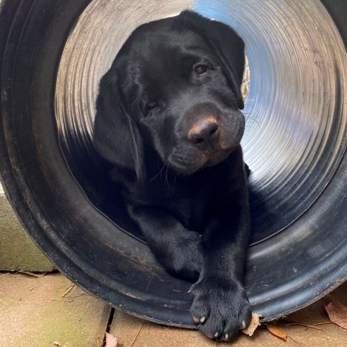 Labrador Breeder Connecticut, Labrador Breeders New England, Wilann Labradors, Labrador Puppies