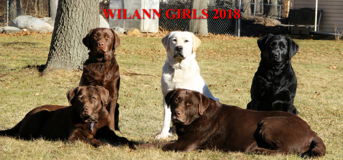 Wilann Labradors, Labrador Puppies, Labrador Breeder Connecticut, Labrador Breeders New England