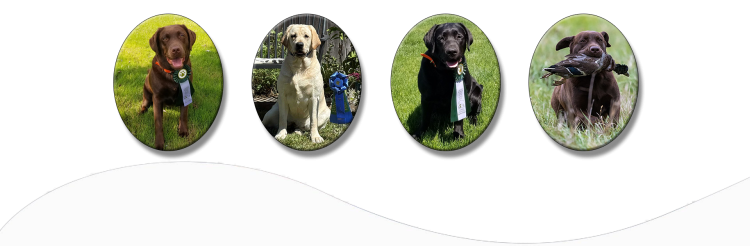 Wilann Labradors, Labrador Puppies, Labrador Breeder Connecticut, Labrador Breeders New England
