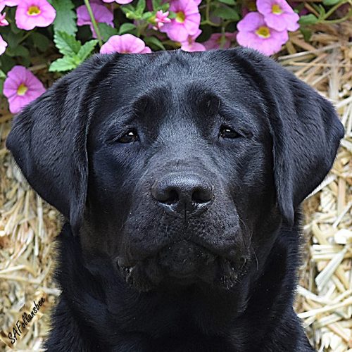 Wilann Labradors, Labrador Puppies, Labrador Breeder Connecticut, Labrador Breeders New England