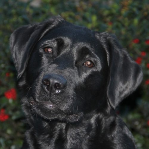 Wilann Labradors, Labrador Puppies, Labrador Breeder Connecticut, Labrador Breeders New England