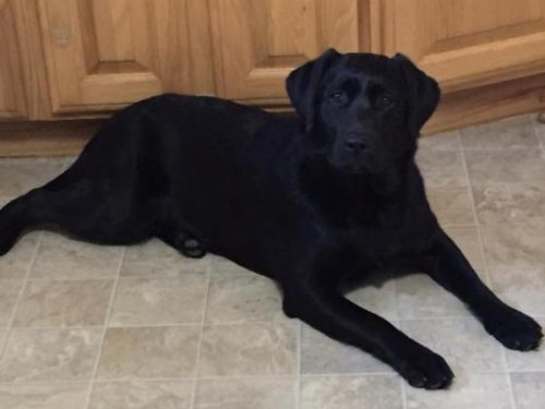 Wilann Labradors, Labrador Puppies, Labrador Breeder Connecticut, Labrador Breeders New England