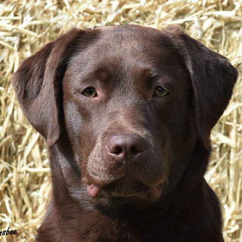Labrador Breeder Connecticut, Labrador Breeders New England, Wilann Labradors, Labrador Puppies