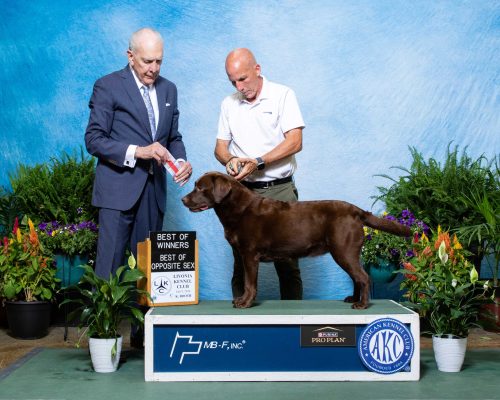 Labrador Breeder Connecticut, Labrador Breeders New England, Wilann Labradors, Labrador Puppies
