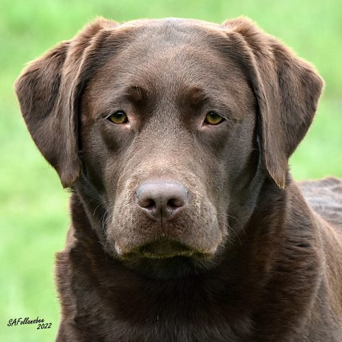 Wilann Labradors, Labrador Puppies, Labrador Breeder Connecticut, Labrador Breeders New England