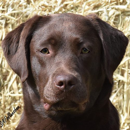 Labrador Breeder Connecticut, Labrador Breeders New England, Wilann Labradors, Labrador Puppies
