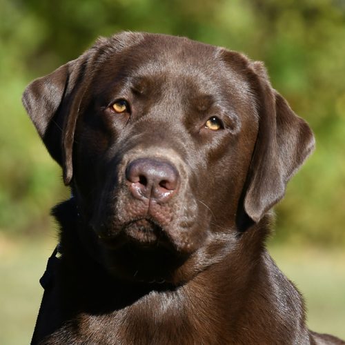 Wilann Labradors, Labrador Puppies, Labrador Breeder Connecticut, Labrador Breeders New England