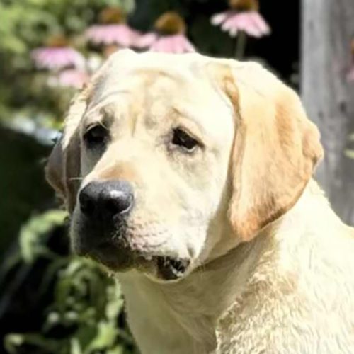 Wilann Labradors, Labrador Puppies, Labrador Breeder Connecticut, Labrador Breeders New England